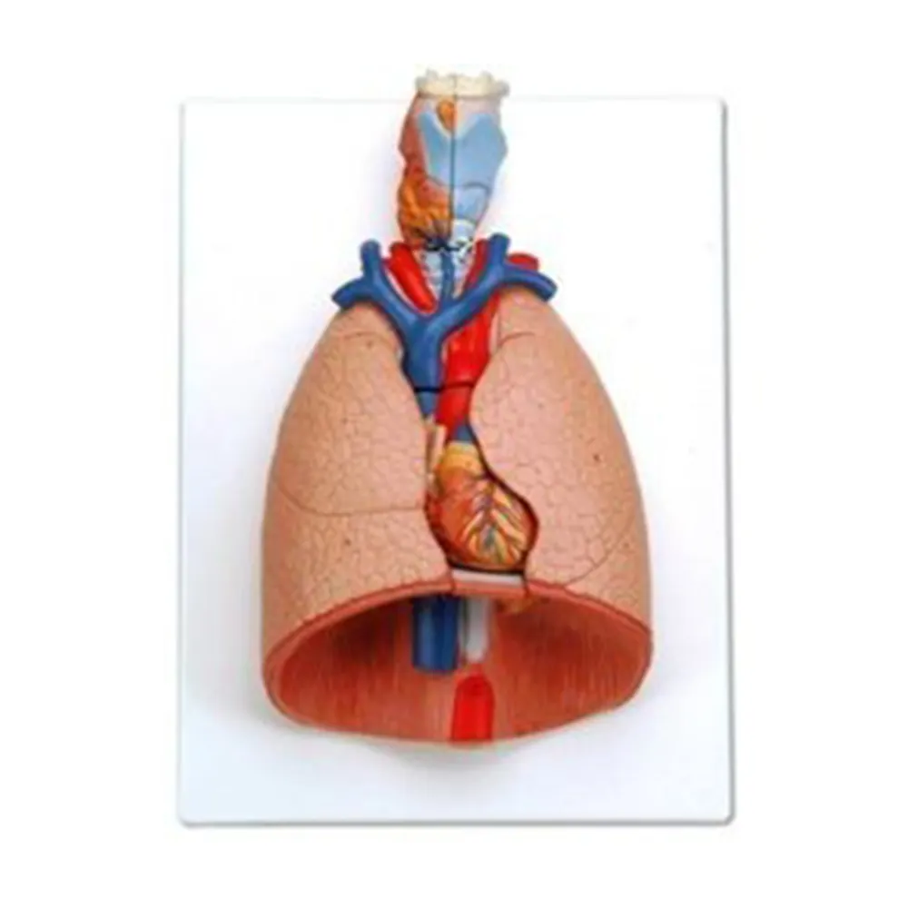 Anatomical Models Larynx, Heart and Lungs Model