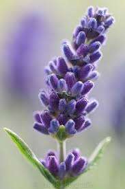 Venta al por mayor de aceite esencial de lavanda pura emoliente vegetal para la reparación del daño del cabello uso facial y corporal - Product Image 2