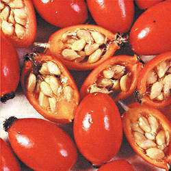 Aceite portador de Rosa Mosqueta orgánico puro 100% para la hidratación de la piel prensado en frío de semillas OEM suministro directo de fábrica - Product Image 2