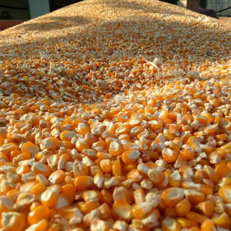 Yellow Maize Corn Animal Feed