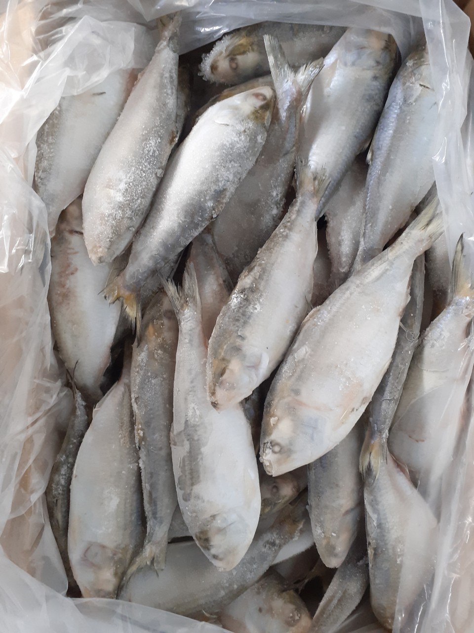Frozen Dotted Gizzard Shad Fish Sardine From Vietnam Cheap Price