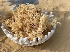 100% WILDCRAFTED SEA <b>MOSS</b>/ IRISH <b>MOSS</b> FROM VIETNAM WITH BEST QUALITY/ Ms. Lily - Product Image 2