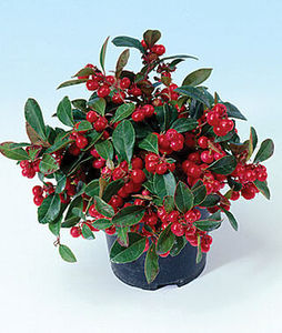 Huile essentielle de Gaulthérie pure, distillée à la vapeur, certifiée GMP, origine Népal, pour usage industriel - Product Image 2