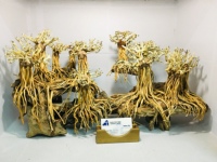 Özel ürünler-Beta balık tankı manzara için akvaryum Driftwood Bonsai Driftwood
