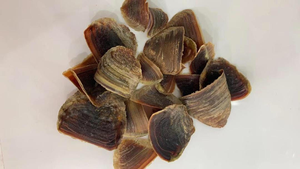 โอเปอเรเตอร์เปลือกหอยทะเล Murex (Sea Shell) 100% หน่วยส่งออกจากเวียดนาม - Product Image 5
