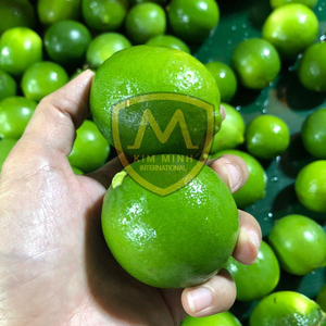 2022 Xuất Khẩu Chất Lượng Cao Trái Cây Tươi Không Hạt Việt Nam <span class=keywords><strong>Lime</strong></span>/Chanh 10-20 cái/kg Giá Rẻ Giá - Product Image 5
