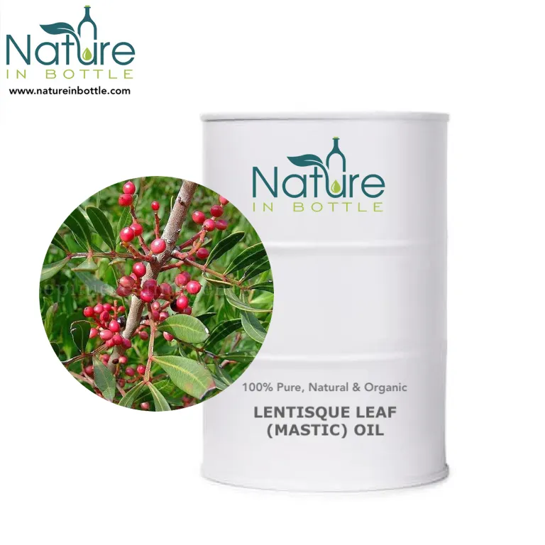 Organik Lentisque yaprağı yağı | Mastik uçucu yağ | Pistacia lentiscus-% 100% saf uçucu yağ s-toplu toptan fiyat