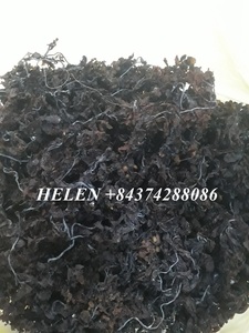 Algues Sargasses - KATIE +84795877933 - Product Image 4