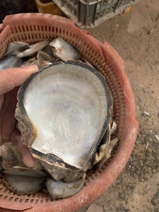 Coquillages de nacre jaunes polis et concassés, taille 20 cm - Product Image 6