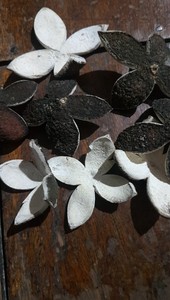 ที่มีคุณภาพสูงแห้งเปลือกมะนาว/แห้งมะนาวเปลือก /Louis + 84 0943 481 858 - Product Image 4