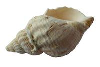 Conque Coquillage