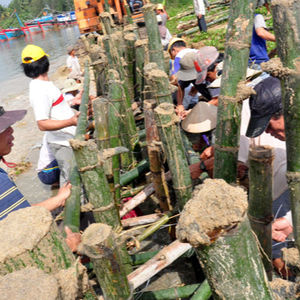 Postes de bambú de alta calidad al mejor precio - Product Image 1