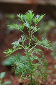Huile essentielle de Davana à l'arbre à thé pour éliminer les imperfections, fabricant certifié GMP pour l'exportation en gros à prix de gros - Product Image 6