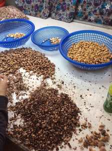 Poudre de noix de cajou naturelle 3-10mm granulés en vrac déchets agricoles poisson chien cochon bétail cheval alimentation très bon marché - Product Image 2