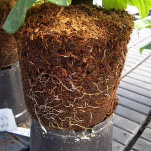 Cocopeat Dừa Than bùn khối 5kg nén/không nén xơ dừa pith bột cho nhà máy phát triển ms. Mira của sự lựa chọn - Product Image 3