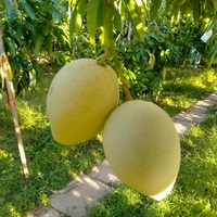 Verse Mango Fruit/Verse Mango Hoge Kwaliteit/Groothandel Mango Fruit Vietnam