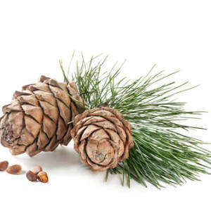 Huile essentielle de cèdre avec propriétés anti-âge et nourrissantes de l'arbre à thé, prix de gros pour l'aromathérapie et les soins de la peau - Product Image 4