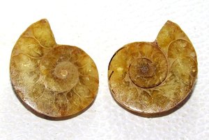 Ammonite fossile coquille paire lisse plaine fantaisie forme lâche pierre précieuse cabochon brillant fabrication de bijoux naturel qualité étonnante - Product Image 4