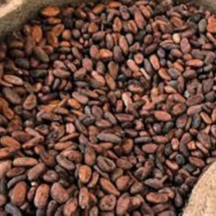 Best Quality Sun Dried Cocoa Beans For Sale