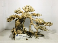 Meilleure vente Bonsaï en bois flotté pour aquarium écologique de haute qualité avec verre pour la décoration d'aquarium fabriqué au Vietnam
