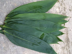 Feuilles de bambou pour sushi en gros - 100% bambou d'origine vietnamienne, marque GGN pour le marché japonais - Product Image 3