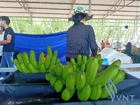 Plátano Cavendish Verde Fresco de Alta Calidad Hecho en Vietnam