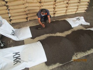 Pimienta Negra de Vietnam 500GL, la Más Vendida, Limpia, Seca, Entera, ASTA, Exportación a Granel, Venta al por Mayor, Alto Contenido de Piperina - Product Image 4