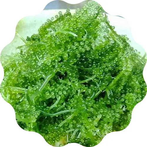 HIGH QUALITY SEA GRAPES/ DEHYDRATED SEA GRAPES SEAWEED FROM VIETNAM / Ms. Lily +84 906 927 736