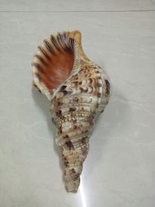 Conchas Marinas Naturales al por Mayor de Vietnam - Product Image 5