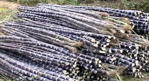 Congelados de caña de azúcar sin piel para Sales-Ms.Holiday - Product Image 6