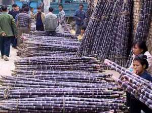 Congelados de caña de azúcar sin piel para Sales-Ms.Holiday - Product Image 3