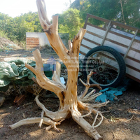 Bois flotté de mangrove tendance, bois flotté naturel pour accessoires d'aquarium