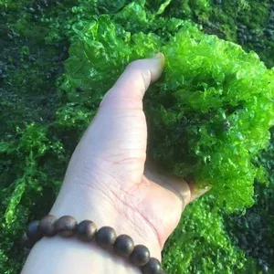 Green Seaweed Powder FOR ANIMALS OR FERTILIZERS Best Selling High Quality FROM VIETNAM-natural flavor Ms. Joy +84397147287
