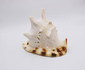 Coquille de conque naturelle de grande taille, coquille de Cassia, coquille de Cassia cornuta, coquille de mer de grande taille - Product Image 4