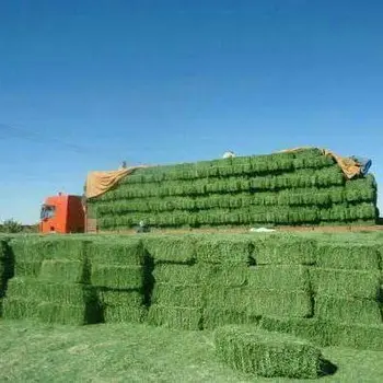 Alfalfa Hay มากราคาถูกราคา/คุณภาพ Rhodes Grass Hay Alfalfa