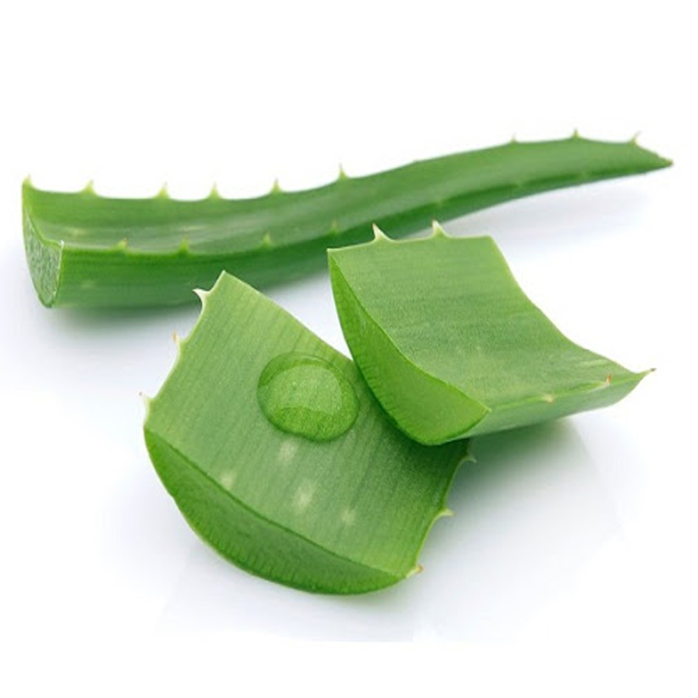 Алоэ в руке. Чем полезен алоэ. Биогенные стимуляторы алоэ. Как можно использовать листья алоэ. Алоэ лекарственное растение.