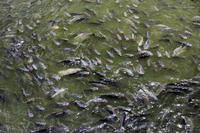 Aliment probiotique pour une flore intestinale saine chez les crevettes et les crevettes de mer