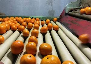 Kino Orange Mandarin (Naqshbandi Enterprises Pakistan) - Product Image 4