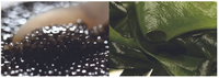 Cosmétique coréenne Syulsuryun Ginseng Black Caviar Herbal Adultes Femme Soins de la peau 2 ensembles Crème visage anti-rides nourrissante