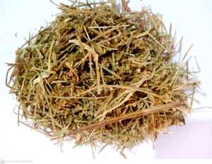 Shankhpushpi-Convolvulus plulisenica-seluruh tanaman (Panchang) ekstrak Herbal 99% kemurnian kelas atas Premium ISO bersertifikat-Calms - Product Image 3