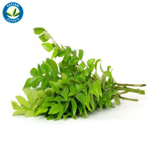 Huile essentielle de feuille de curry Elevate Products Natural Aromas 100% Pure Organic Bulk Quantity Prix de gros Fournisseur et exportateurs - Product Image 4