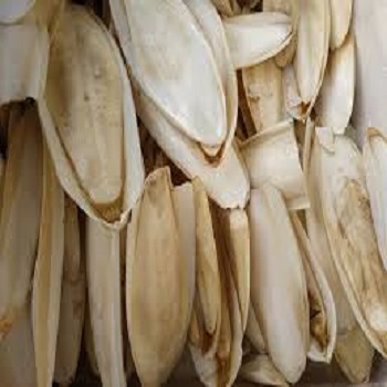 Big Size Cuttlefish Bone Cuttle Bone (Vietnam Origin) for Cattle Fish Bird & Dog-Grade 1 Vietnamese Nicky Brand