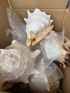 Conchas Artesanales Naturales de Caracoles y Ranas, Diferentes Tamaños, Regalos de Playa, Conchas Marinas, 99 Gold Data - Product Image 4