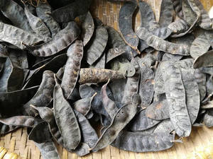 Fructus Gleditschiae de haute qualité (Locustier du Japon/Gleditsia) séché Ms.Laura+84 896 611 913 - Product Image 3