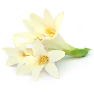 Tuberose Hydrosol ile iyileştirme özelliği