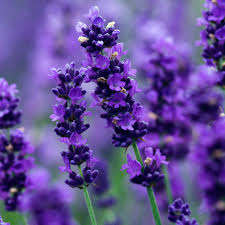 Venta al por mayor de aceite esencial de lavanda pura emoliente vegetal para la reparación del daño del cabello uso facial y corporal - Product Image 3