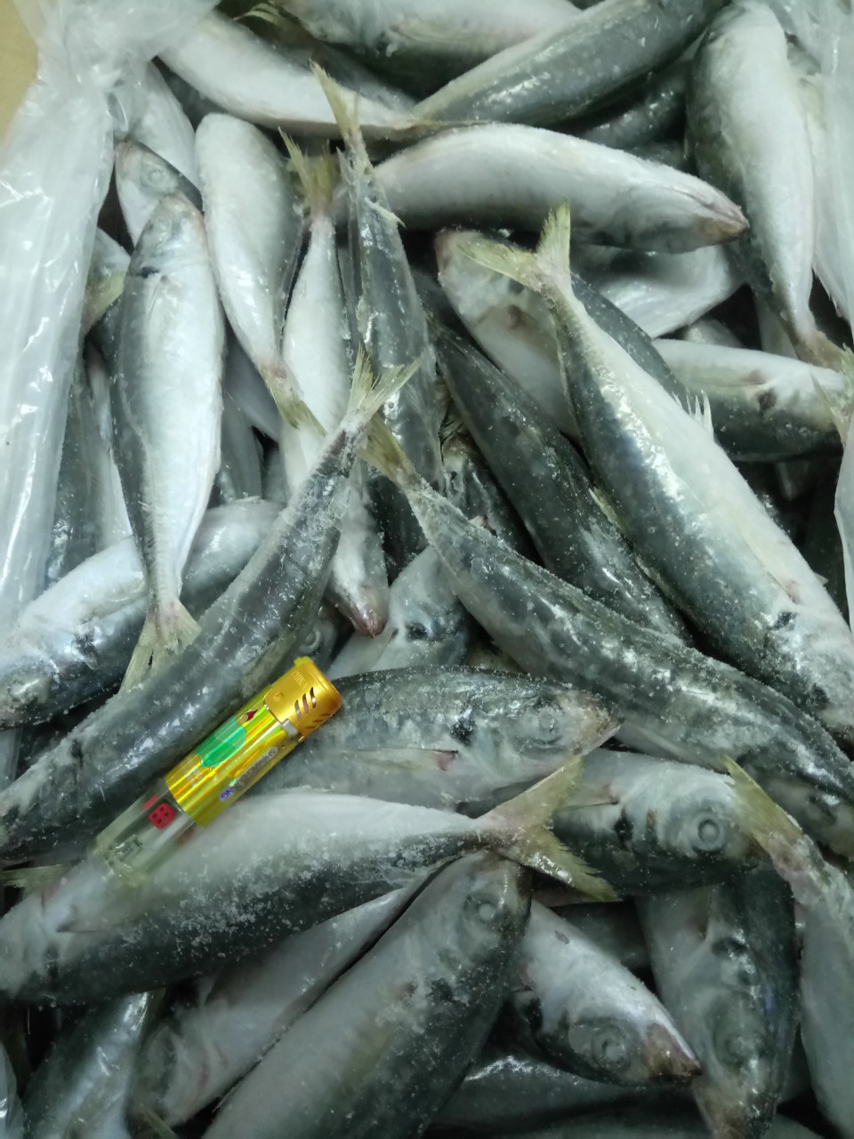 Frozen Layang Round Scad/ Scad Fish From Vietnam Cheap Price