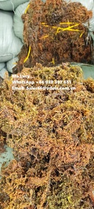 100% algas Sargassum crudas secas para exportación/polvo de Sargassum al por mayor en Vietnam/Sra. Lily - Product Image 3