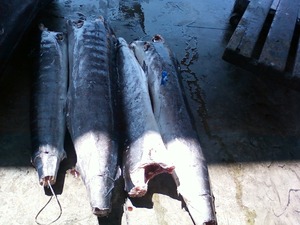 Marlin blanc à faible teneur en matière grasse et à faible teneur en sodium de 20kg certifié ISO GMP HACCP de la Côte d'Ivoire Poisson congelé nutritif - Product Image 5