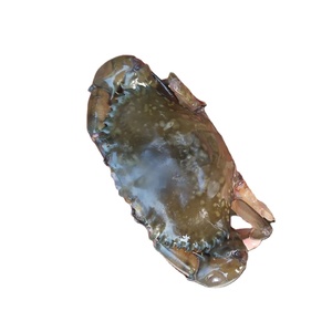 Лучшее качество, натуральный замороженный Мягкий корпус, краб, грязевой краб